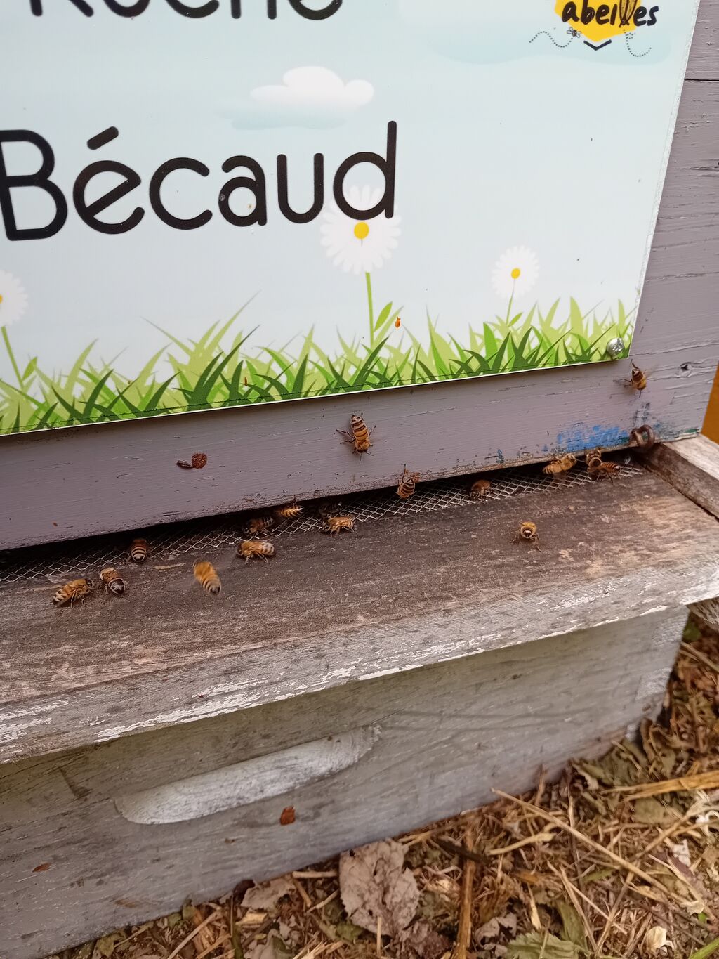 La ruche Bécaud
