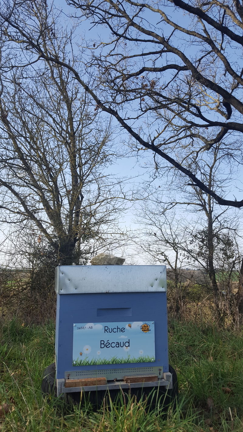 La ruche Bécaud