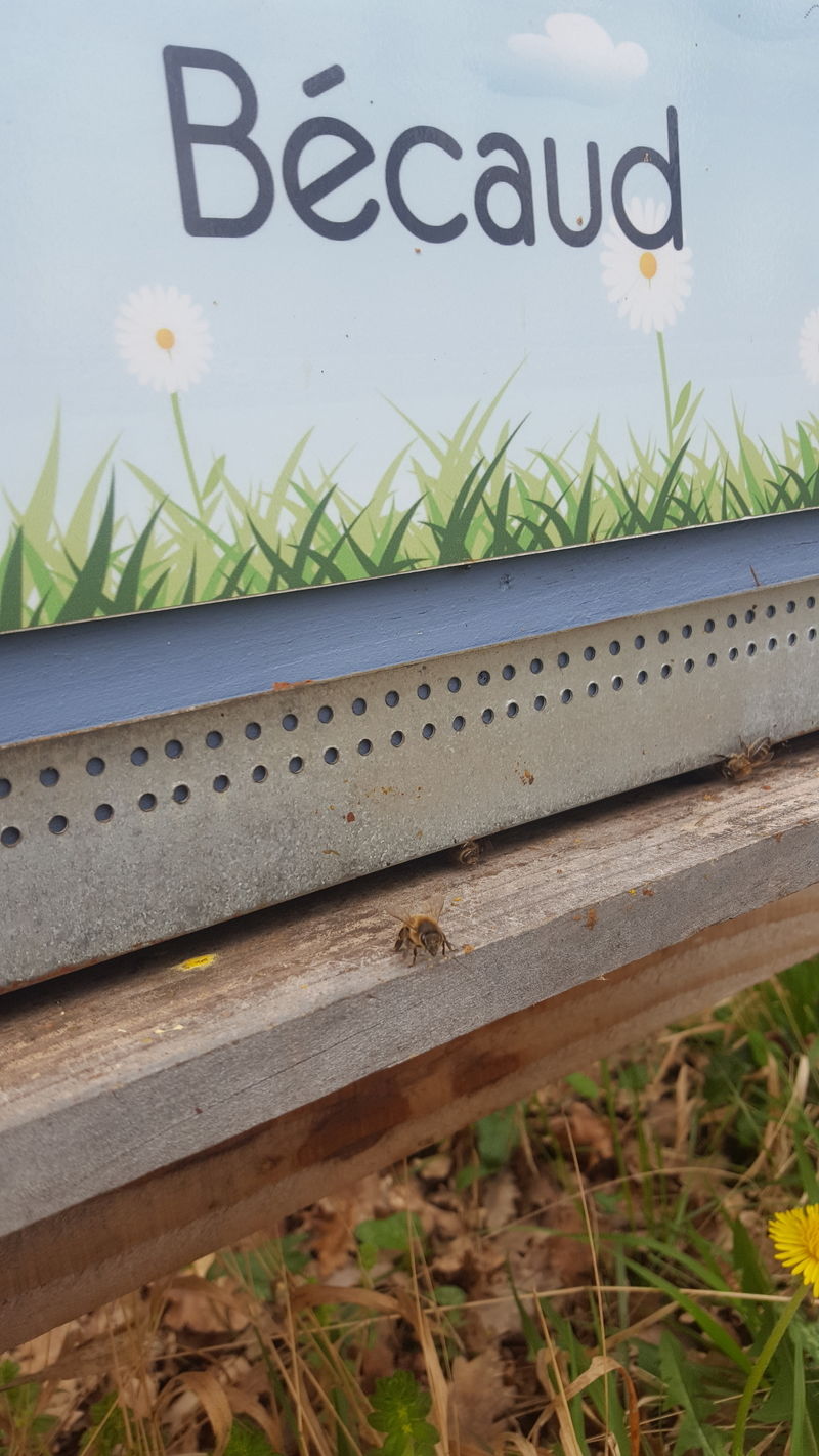 La ruche Bécaud