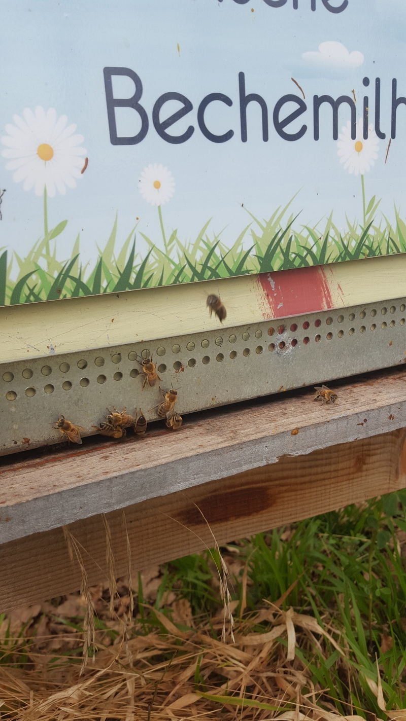 La ruche Bechemilh