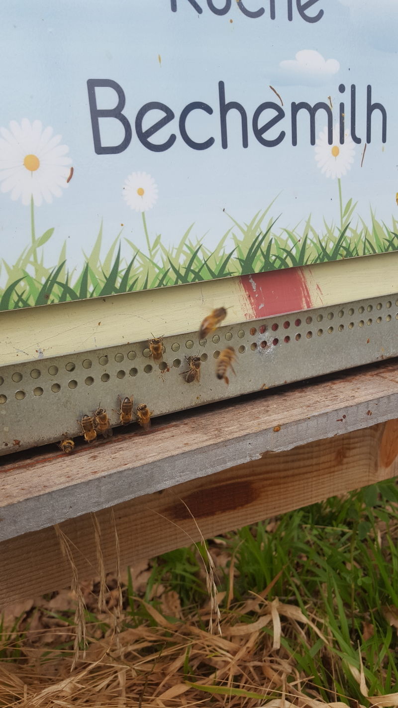 La ruche Bechemilh