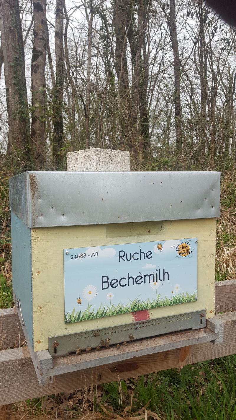La ruche Bechemilh