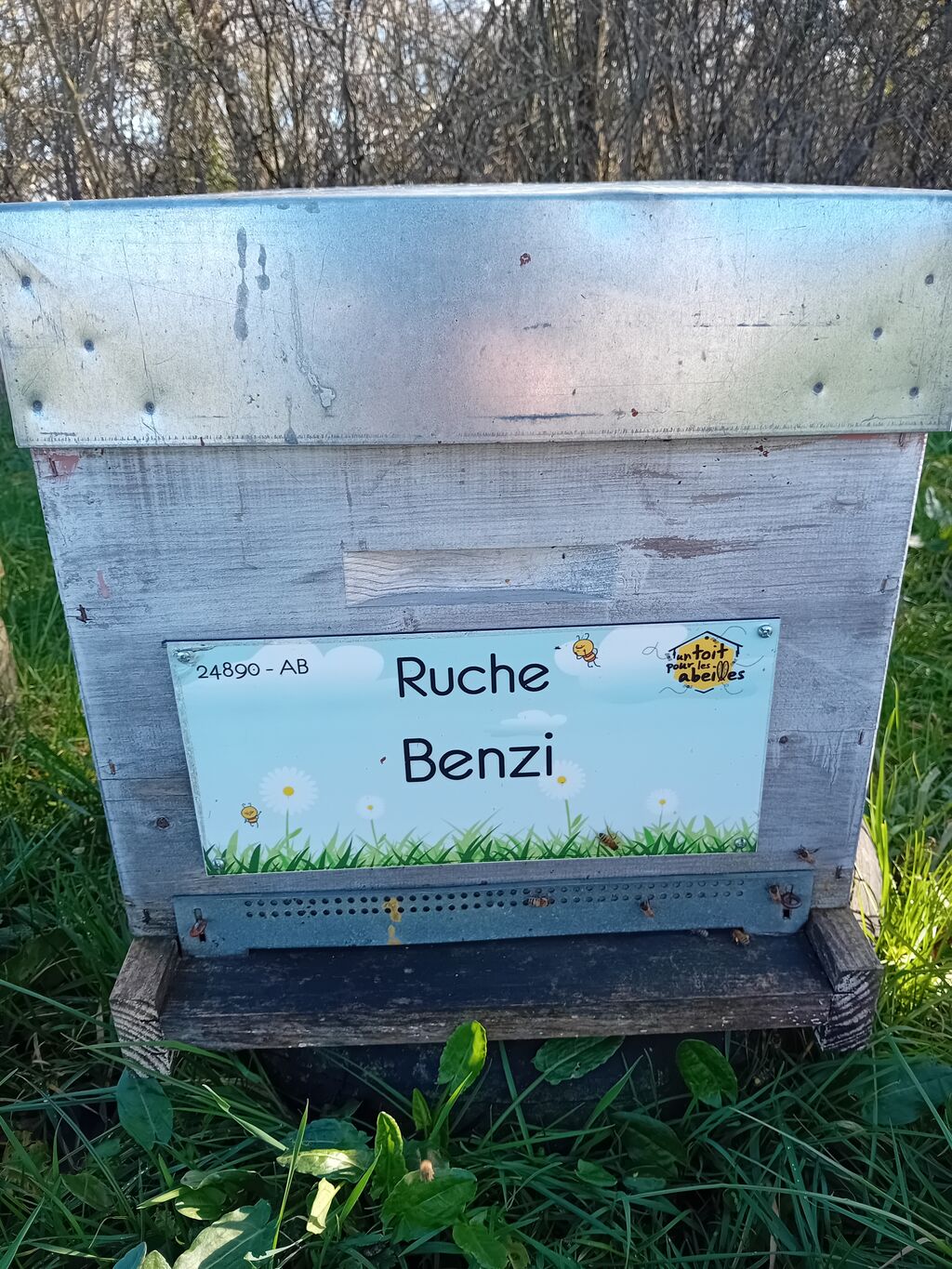 La ruche Benzi