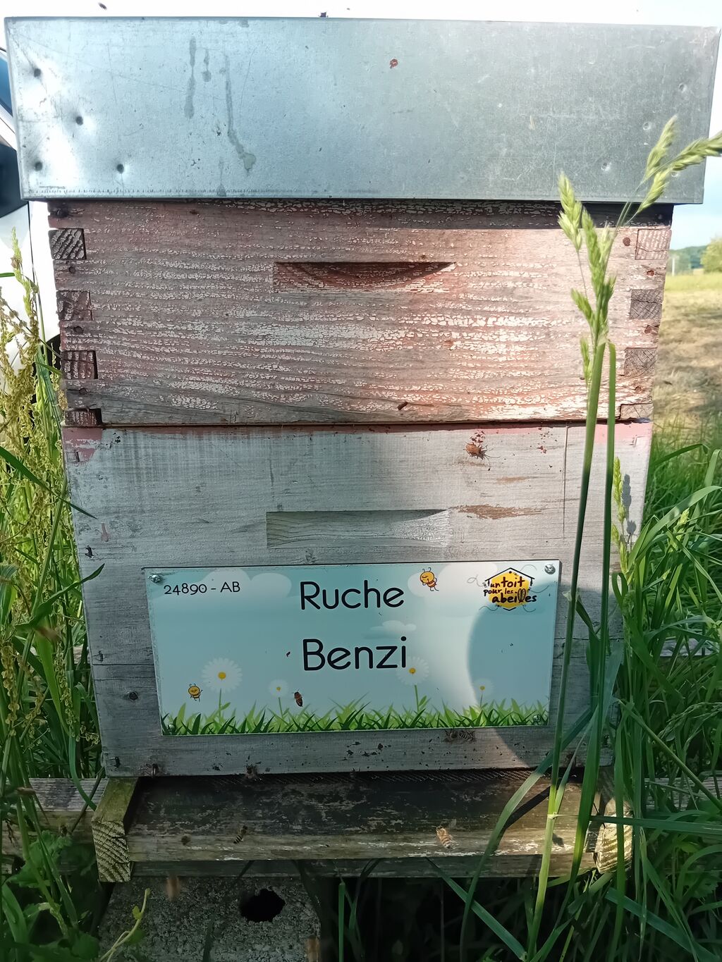 La ruche Benzi