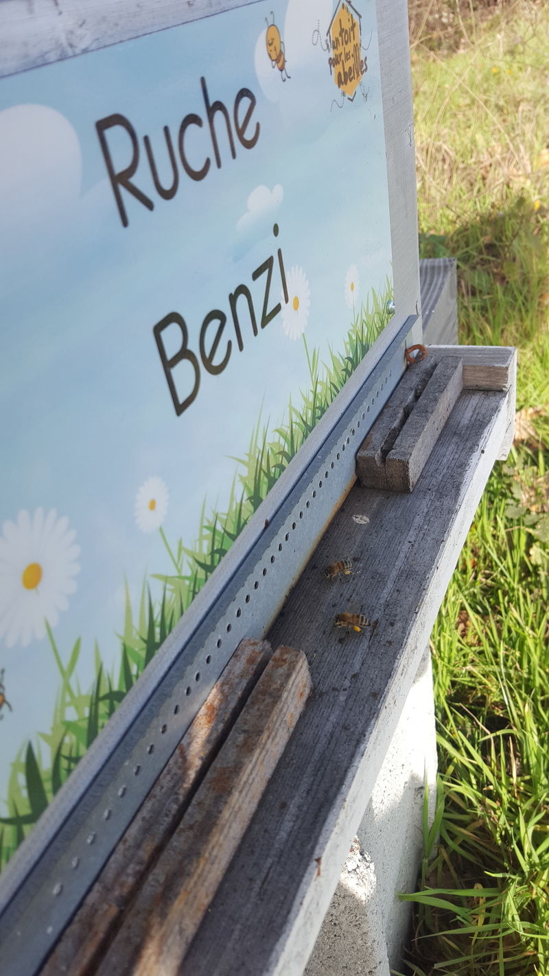 La ruche Benzi