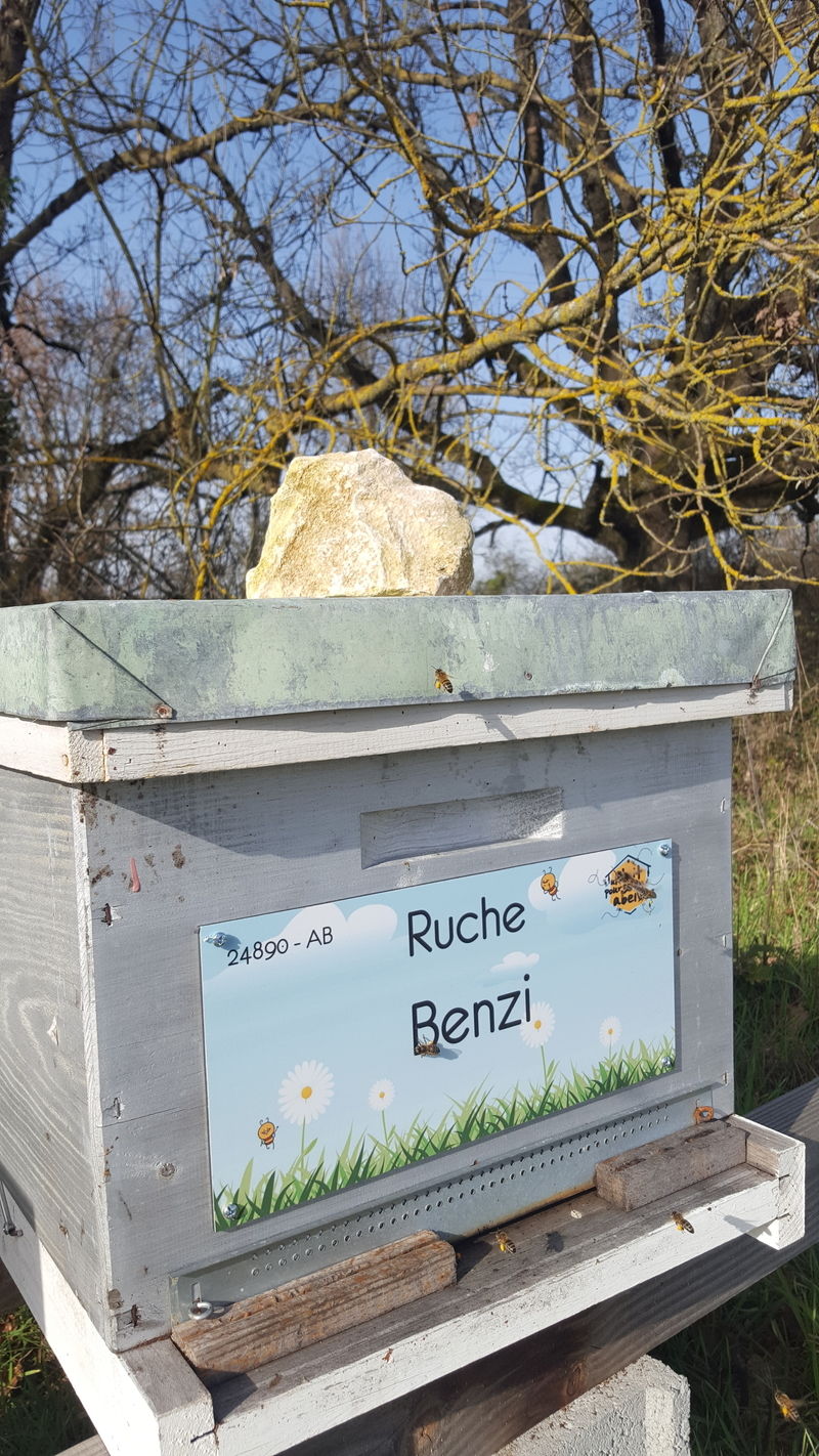 La ruche Benzi
