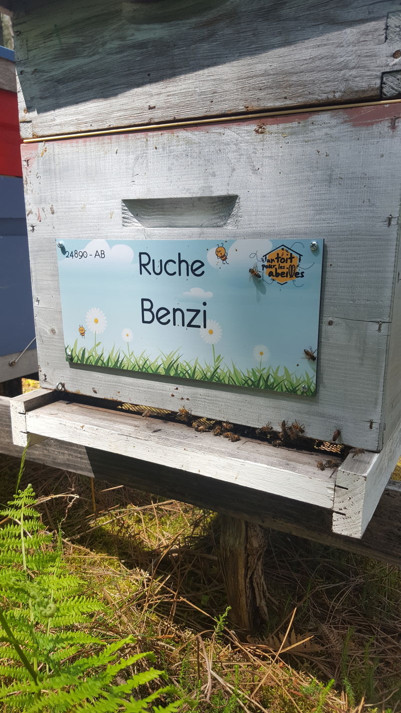 La ruche Benzi