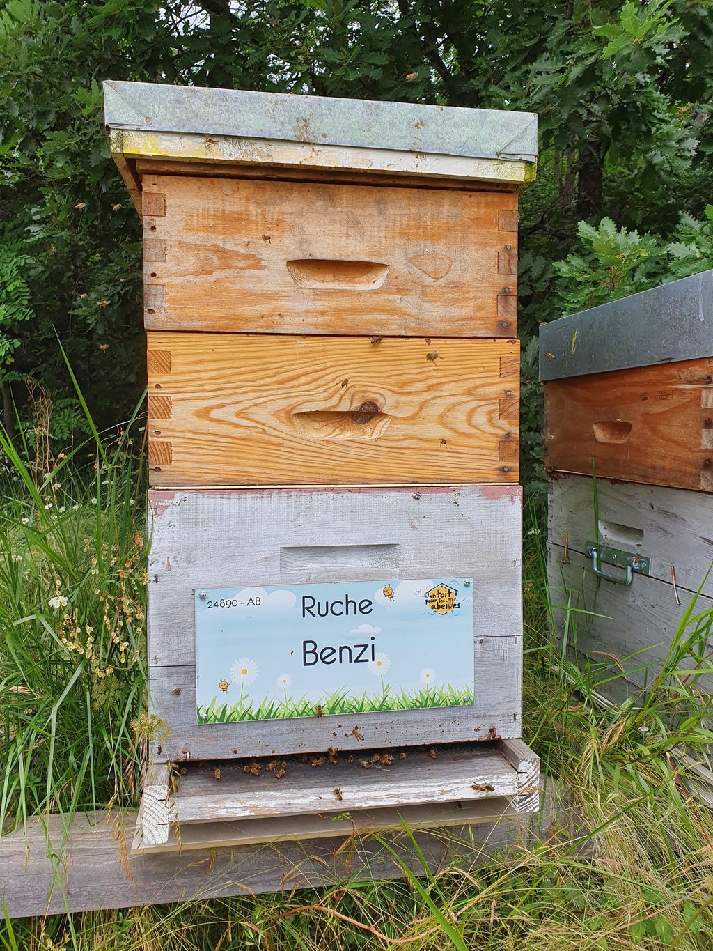La ruche Benzi