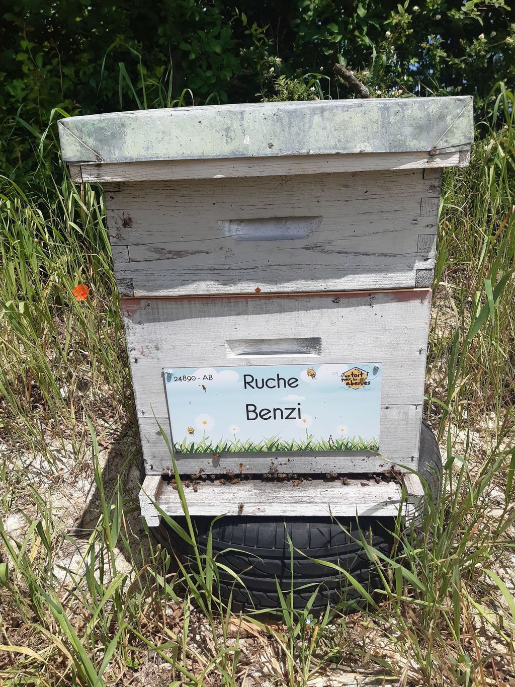 La ruche Benzi