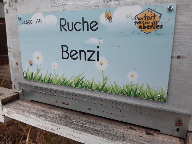 La ruche Benzi