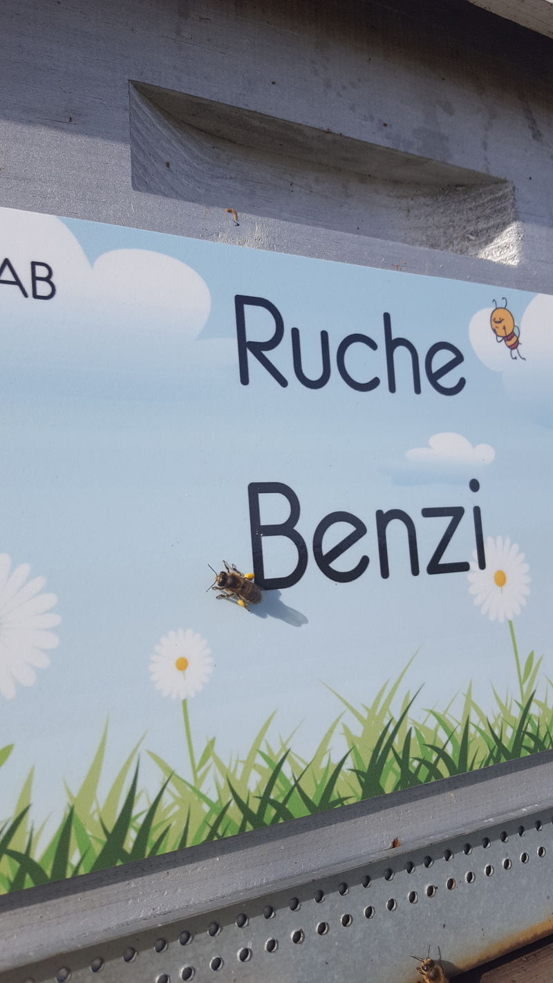La ruche Benzi