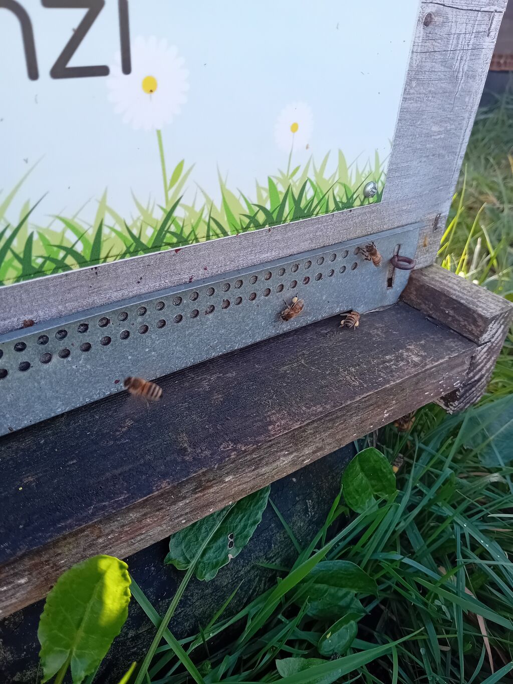 La ruche Benzi
