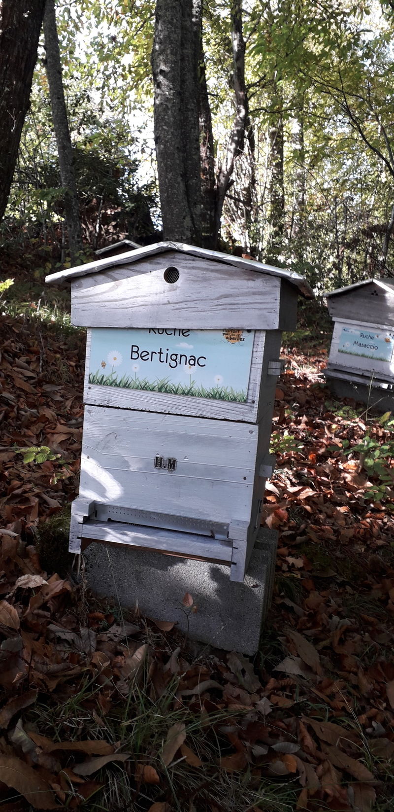 La ruche Bertignac