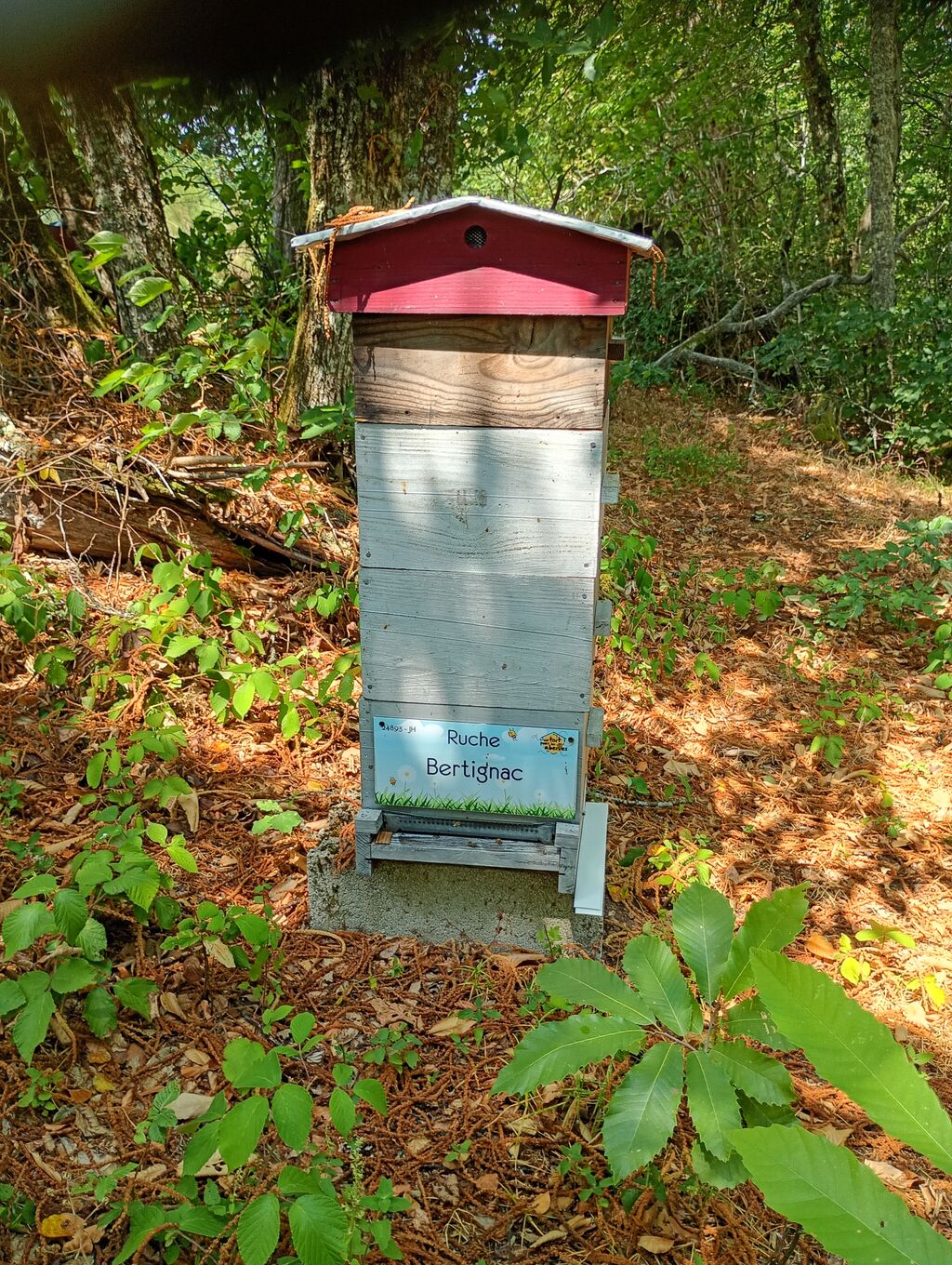 La ruche Bertignac