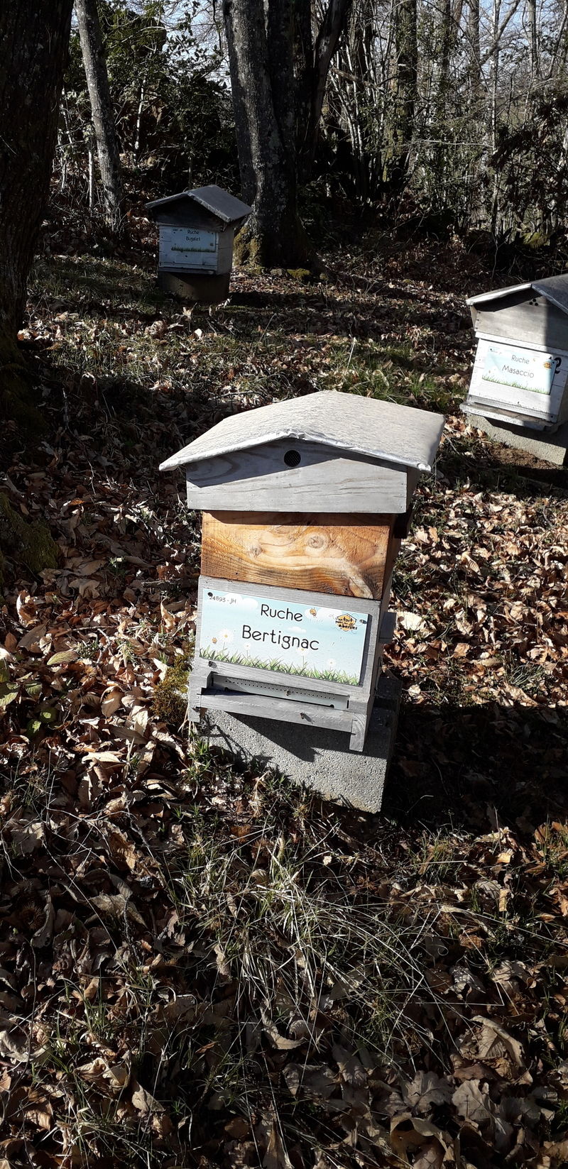 La ruche Bertignac