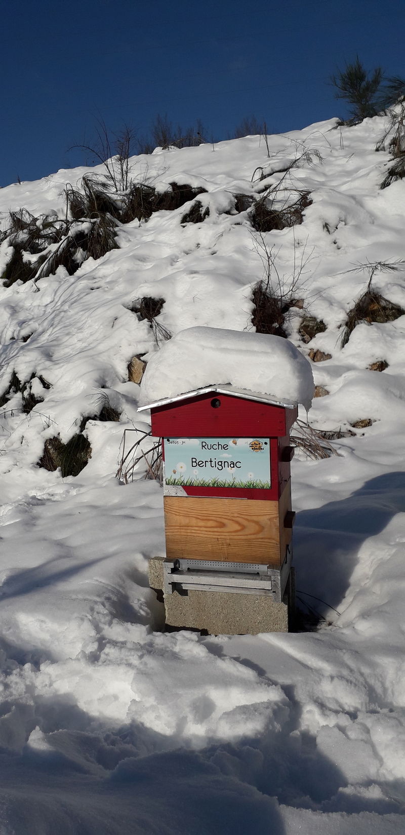 La ruche Bertignac
