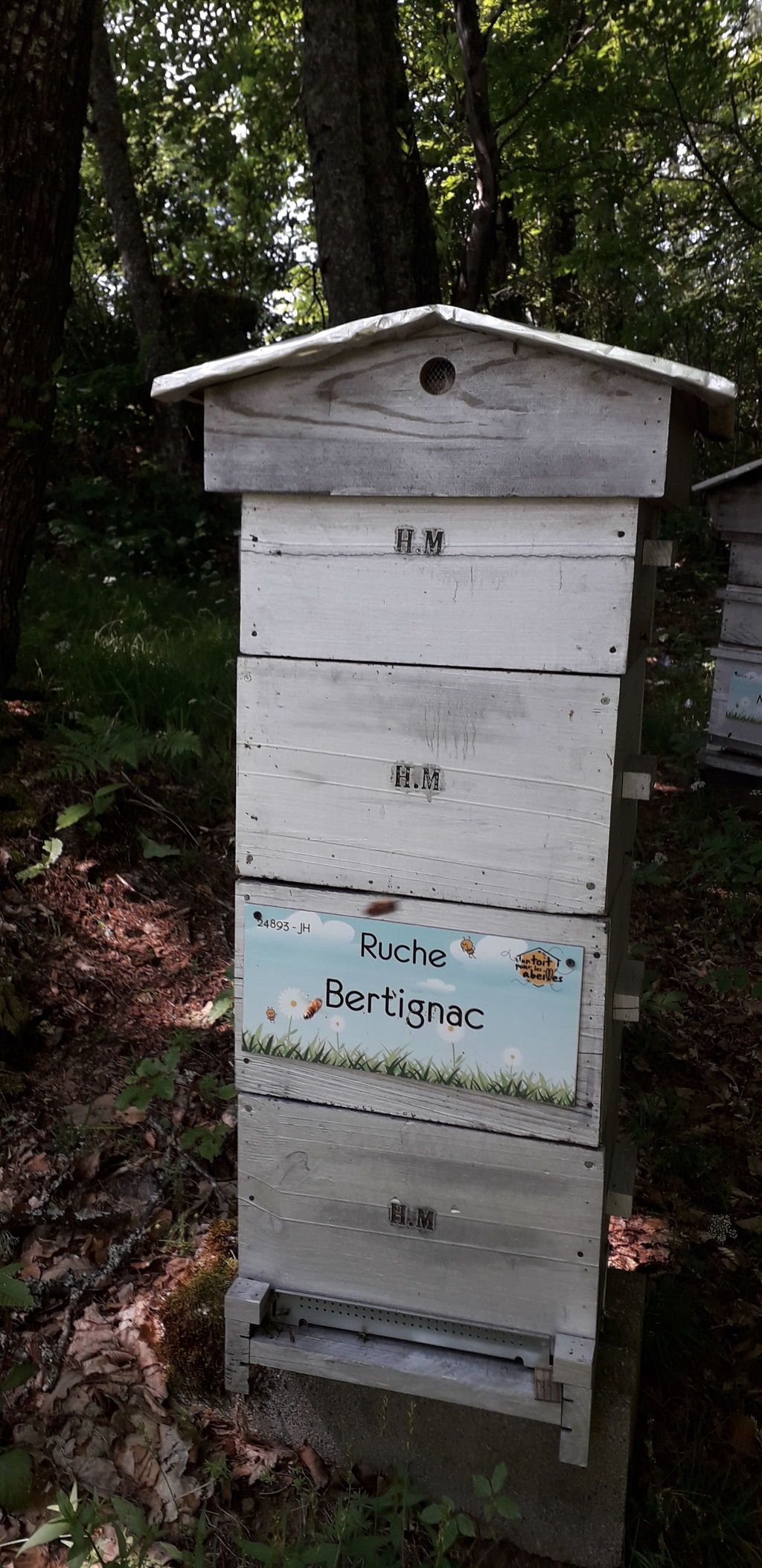 La ruche Bertignac