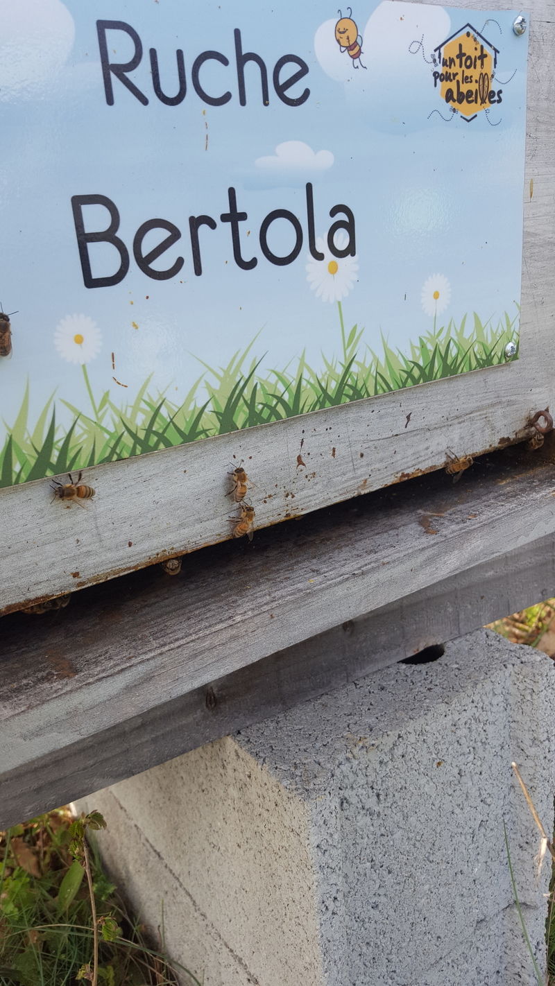 La ruche Bertola