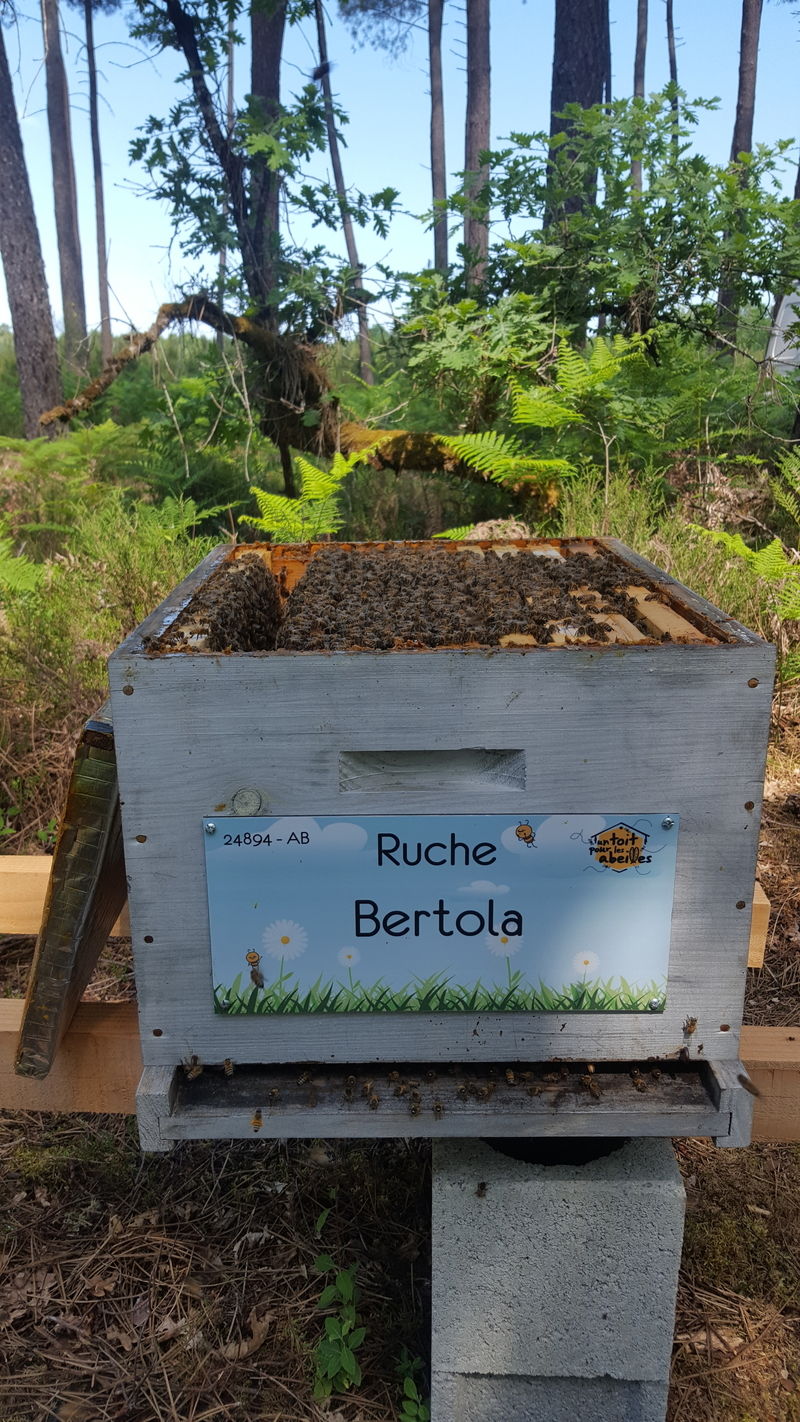La ruche Bertola