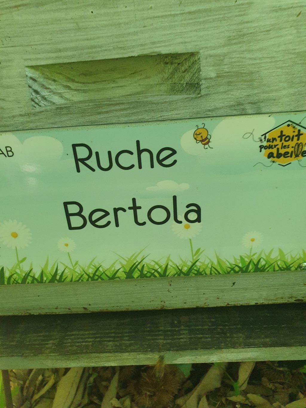La ruche Bertola