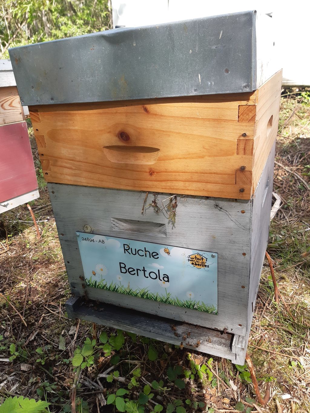 La ruche Bertola
