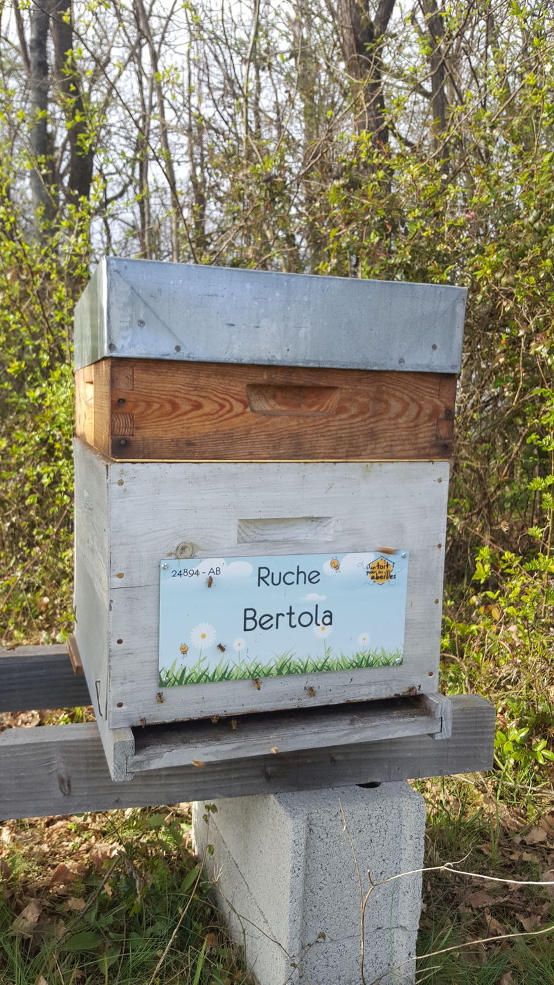La ruche Bertola