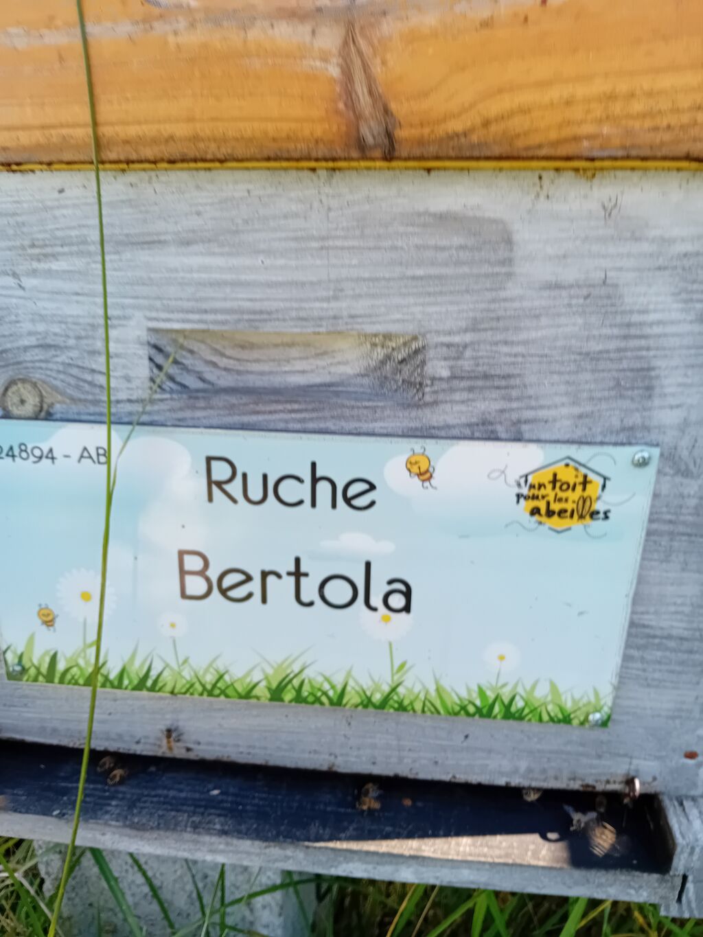 La ruche Bertola