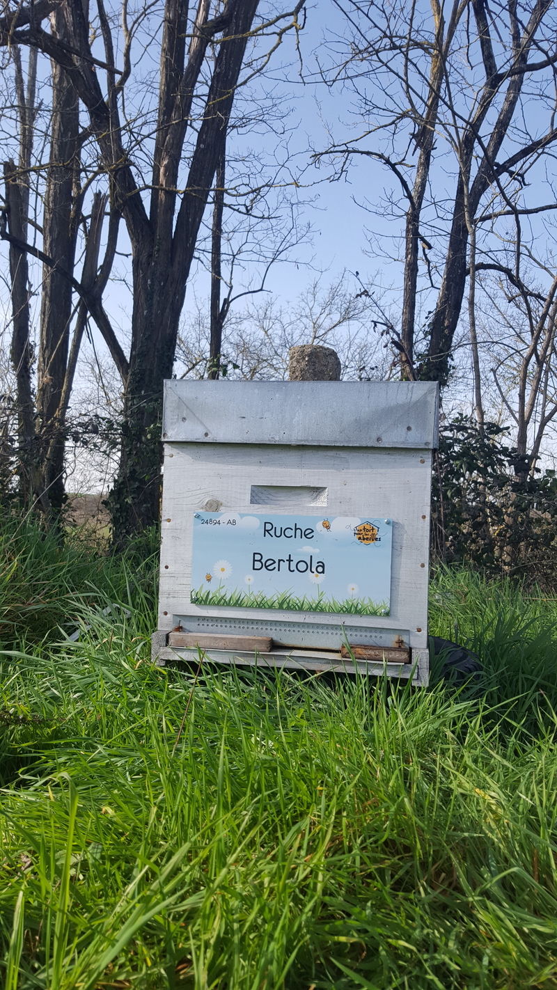 La ruche Bertola