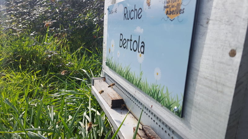 La ruche Bertola