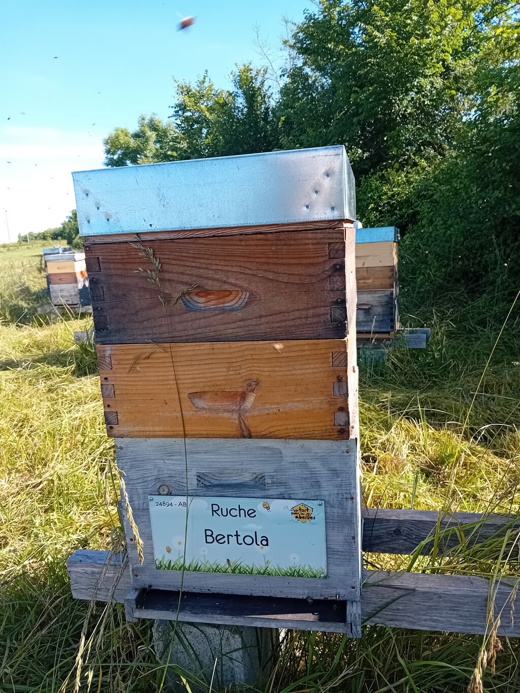 La ruche Bertola
