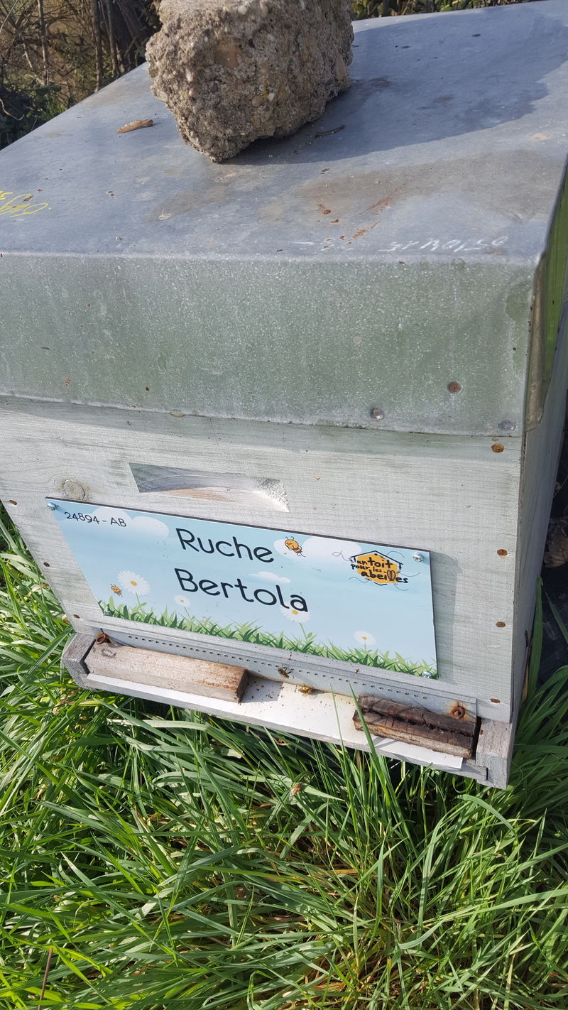 La ruche Bertola