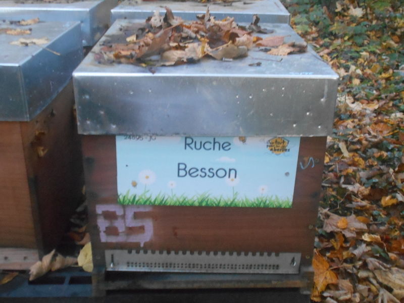 La ruche