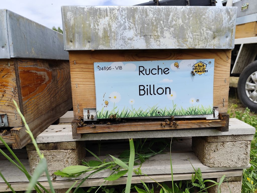 La ruche Billon