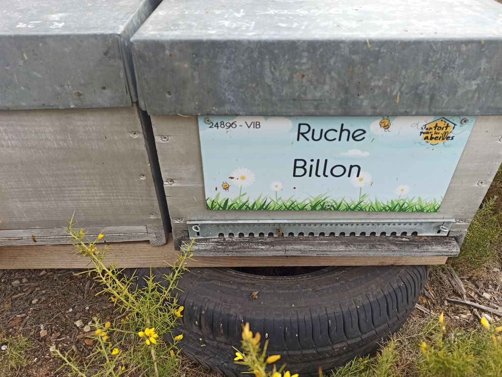 La ruche Billon
