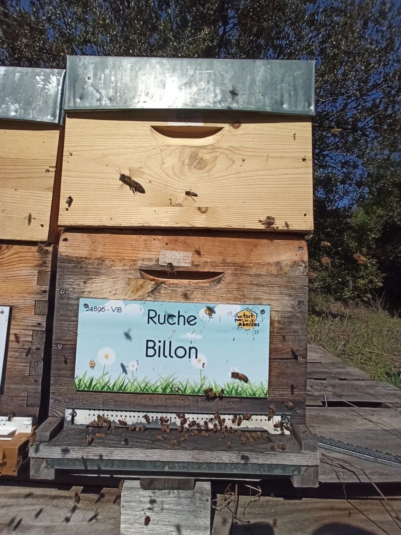 La ruche Billon