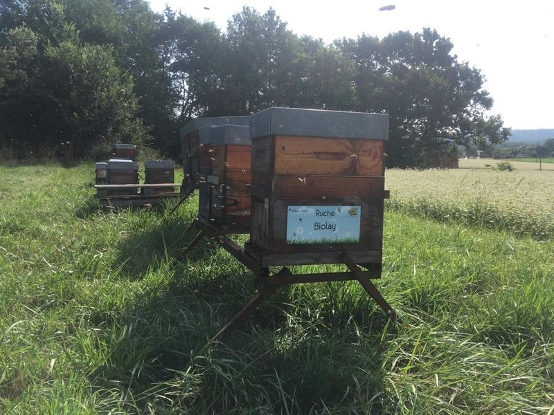 La ruche Biolay