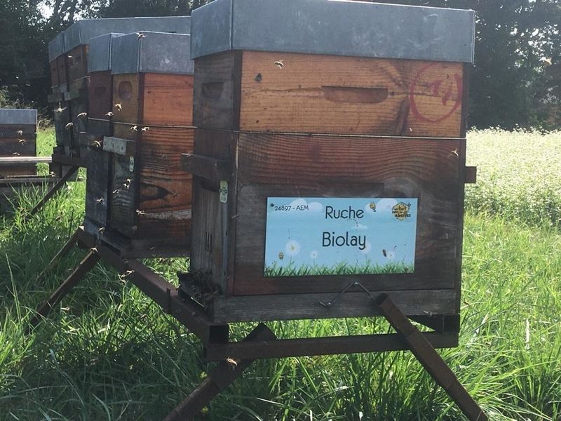 La ruche Biolay