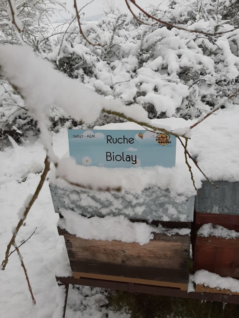 La ruche Biolay