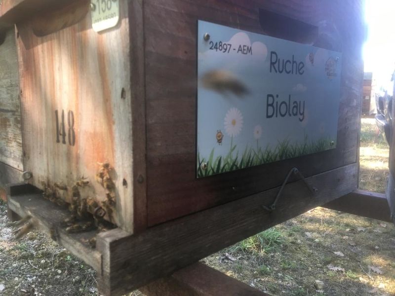La ruche Biolay