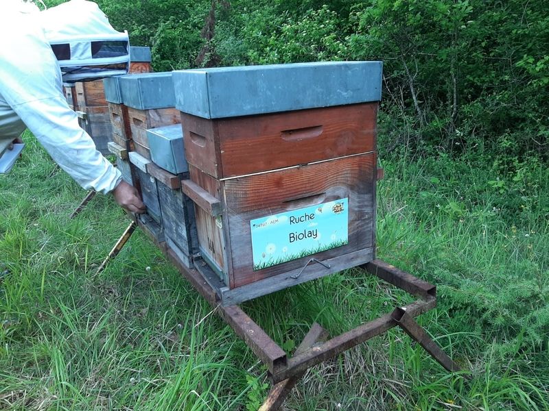 La ruche Biolay