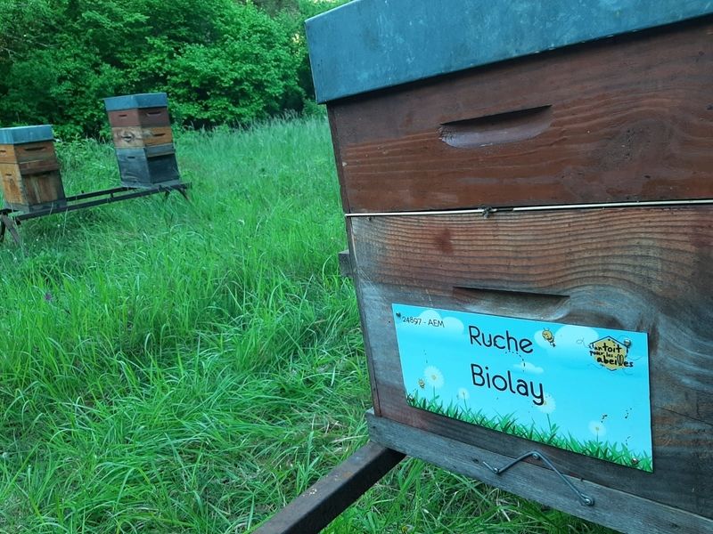 La ruche Biolay