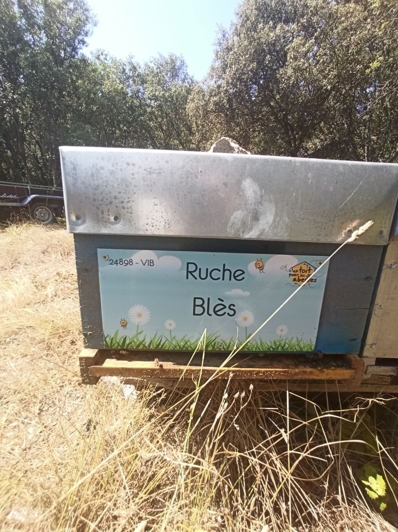 La ruche Blès