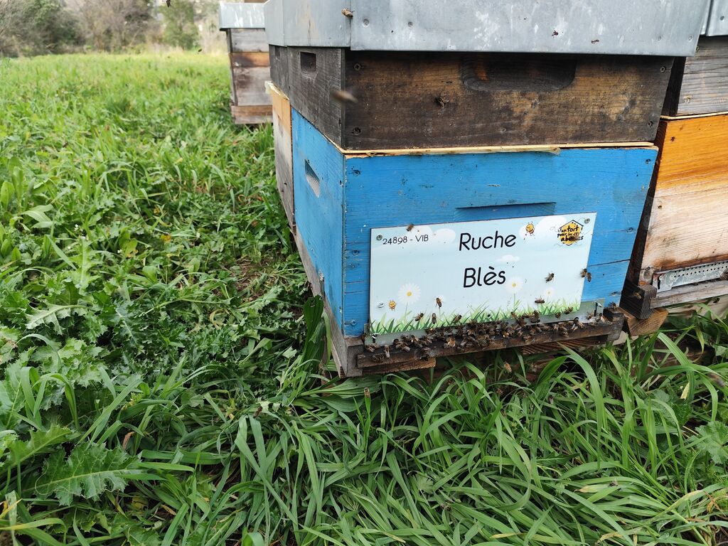 La ruche Blès