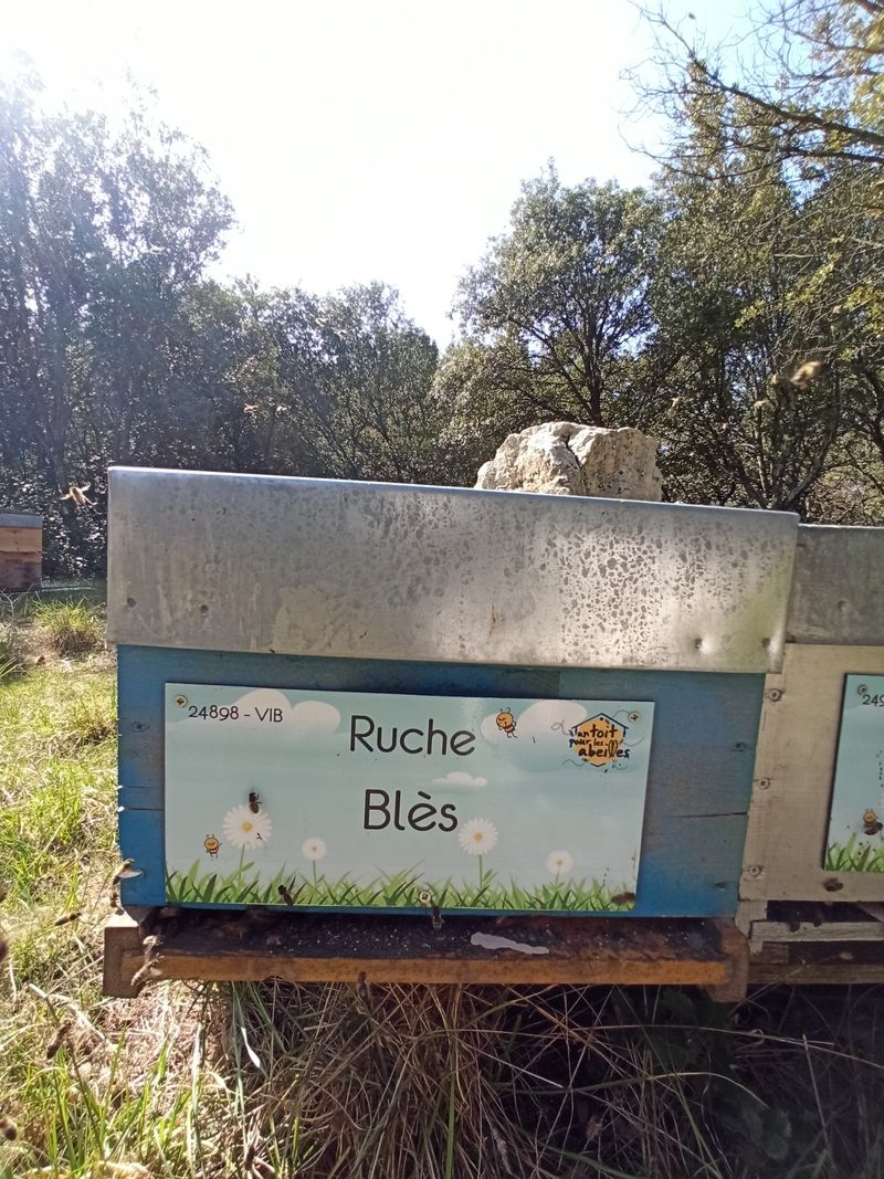 La ruche Blès