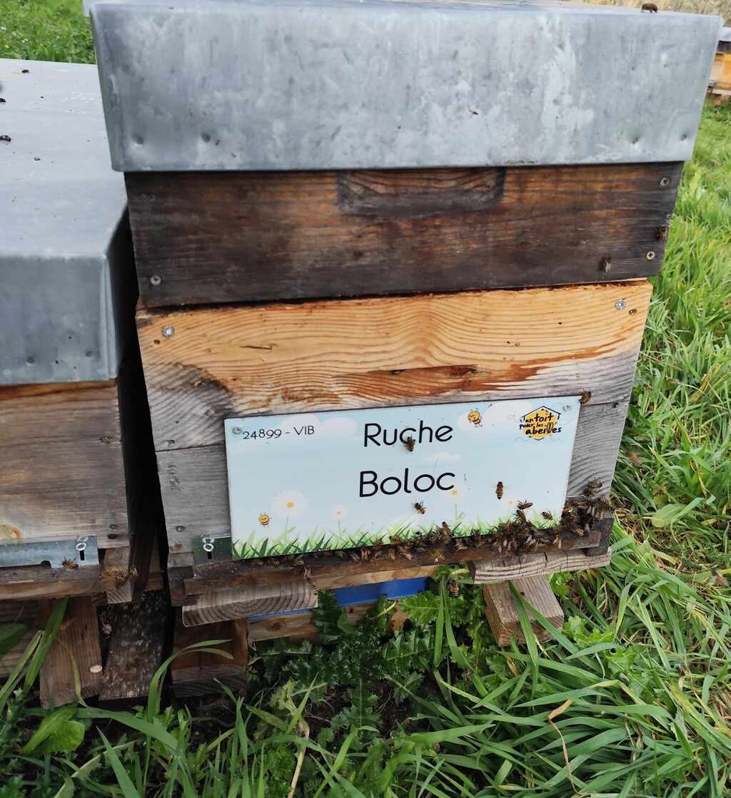 La ruche Boloc