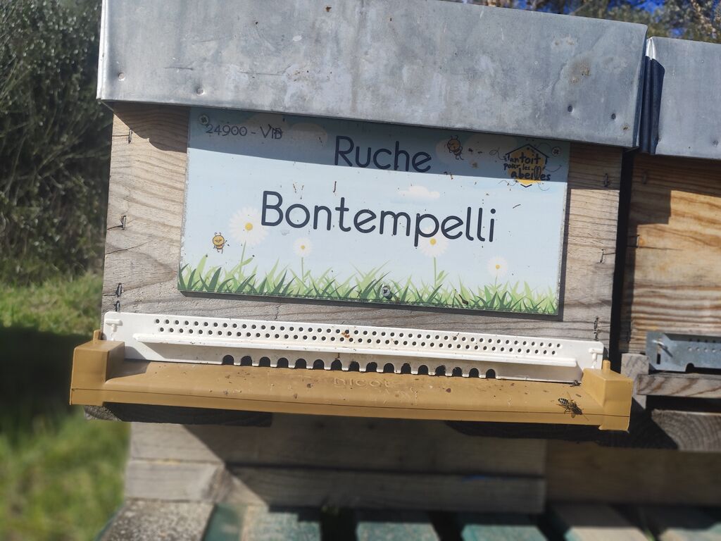 La ruche Bontempelli