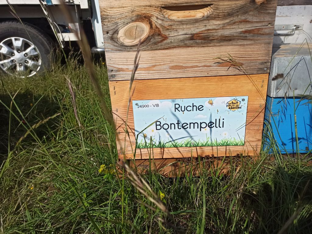 La ruche Bontempelli