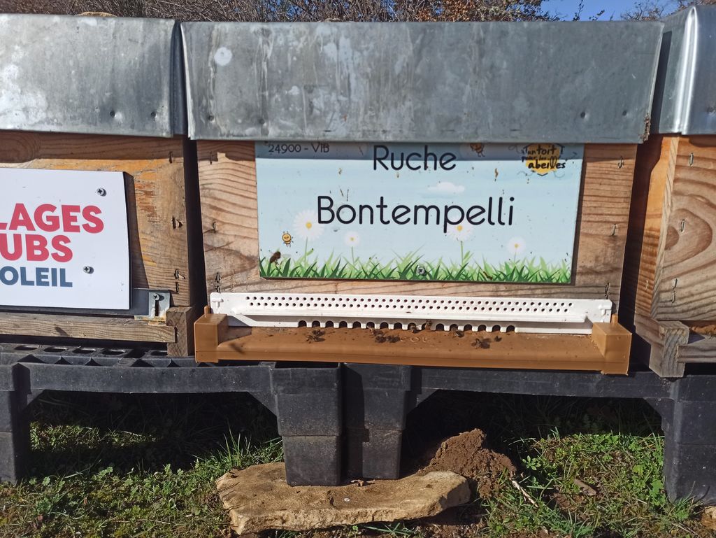 La ruche Bontempelli