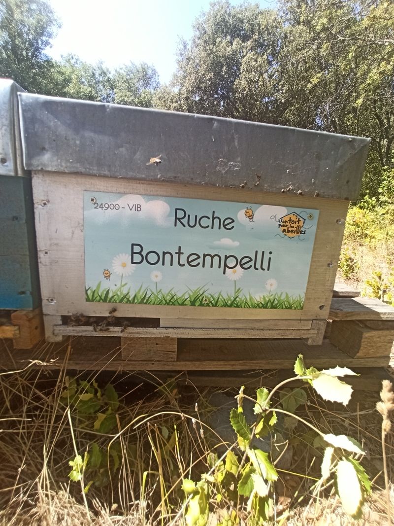 La ruche Bontempelli
