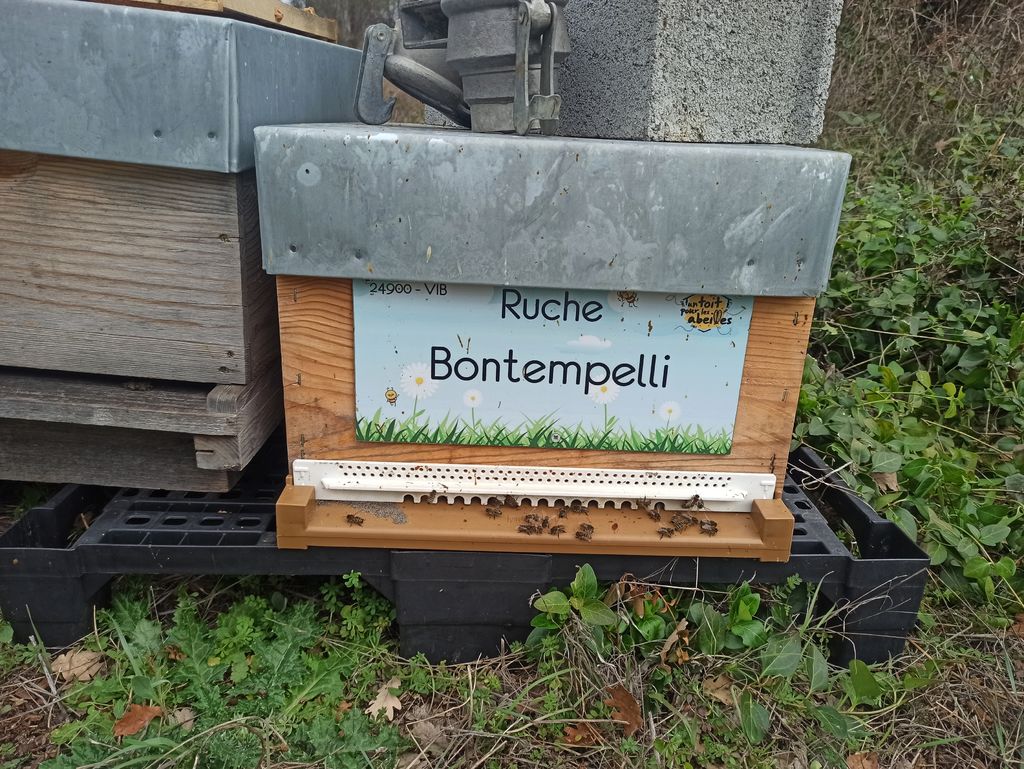 La ruche Bontempelli
